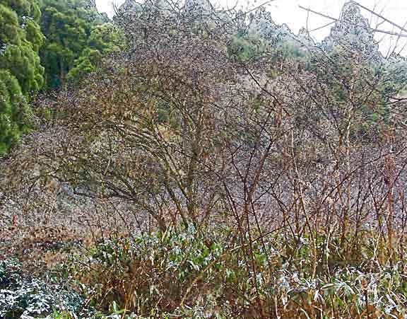 芦屋プラン株式会社 宇治市植物公園